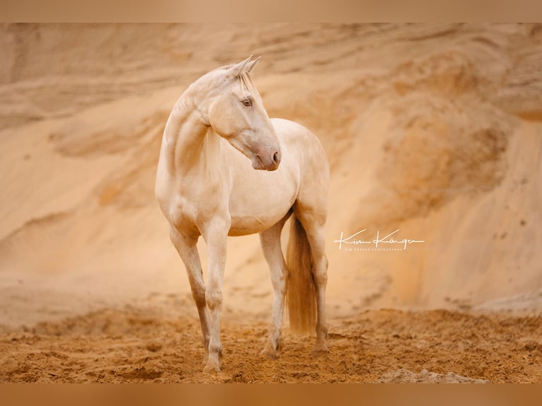 Andaluces Caballo castrado 5 años 165 cm Champán in Hille