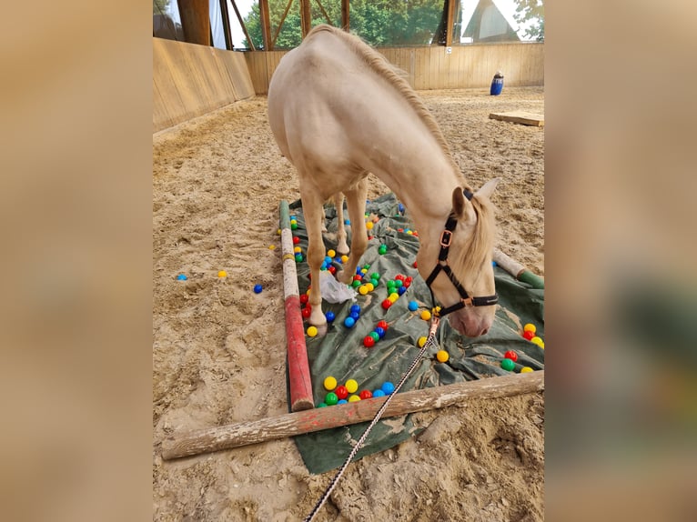 Andaluces Caballo castrado 5 años 165 cm Champán in Hille