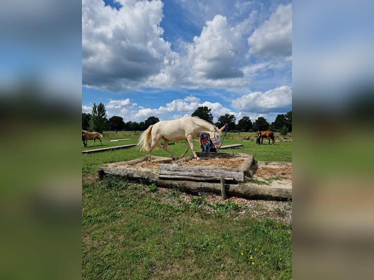 Andaluces Caballo castrado 5 años 165 cm Champán in Hille