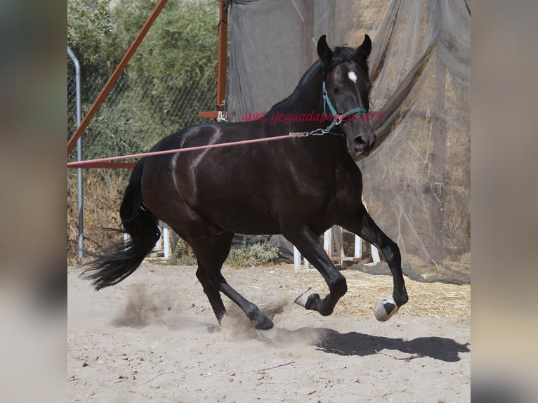 Andaluces Caballo castrado 5 años 166 cm Negro in Pruna