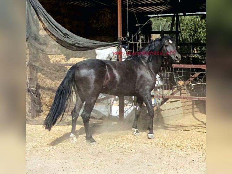 Andaluces Caballo castrado 5 años 166 cm Negro in Pruna