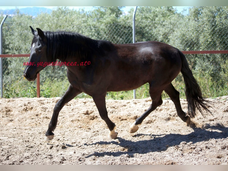 Andaluces Caballo castrado 5 años 166 cm Negro in Pruna