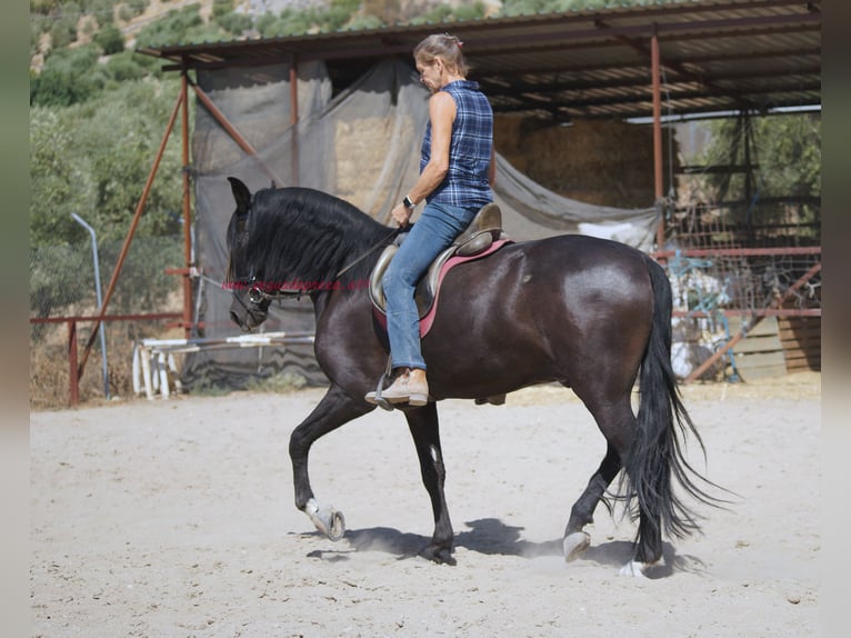 Andaluces Caballo castrado 5 años 166 cm Negro in Pruna