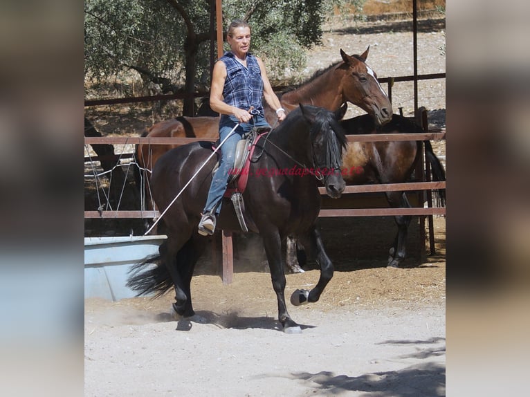 Andaluces Caballo castrado 5 años 166 cm Negro in Pruna