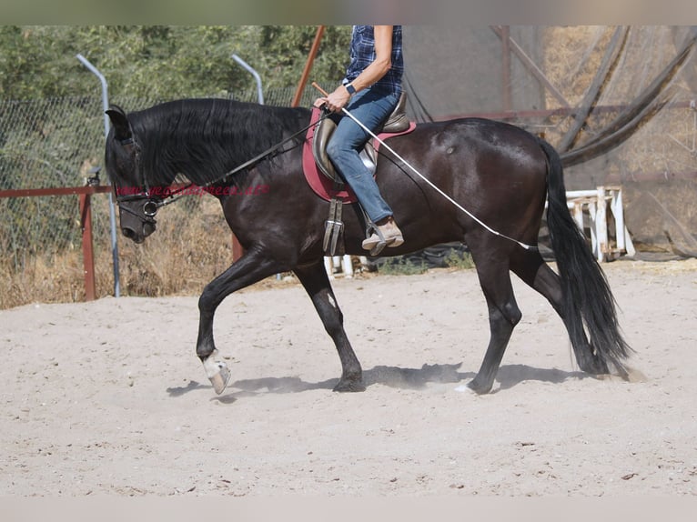 Andaluces Caballo castrado 5 años 166 cm Negro in Pruna