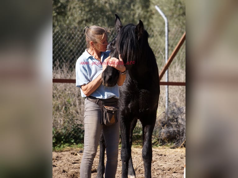 Andaluces Caballo castrado 5 años 166 cm Negro in Pruna