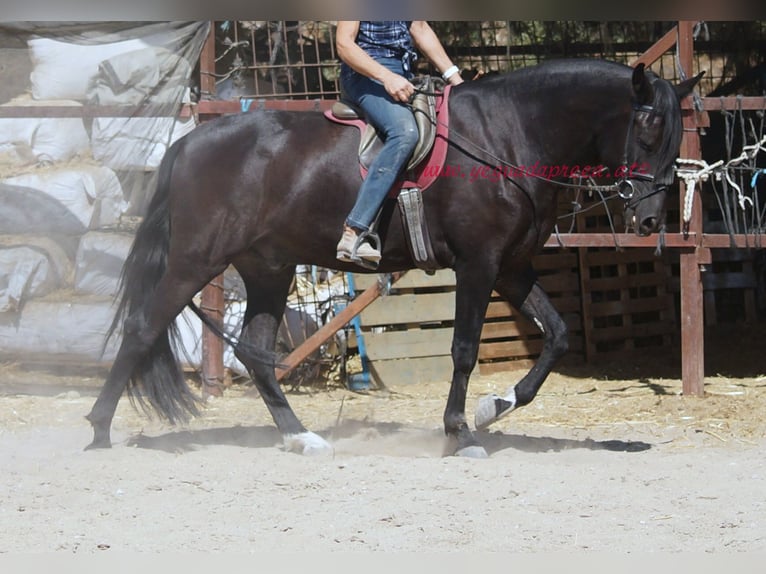 Andaluces Caballo castrado 5 años 166 cm Negro in Pruna