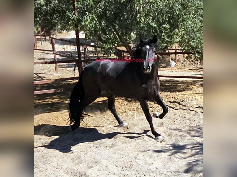 Andaluces Caballo castrado 5 años 166 cm Negro in Pruna