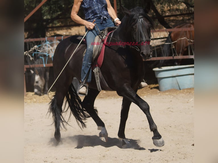 Andaluces Caballo castrado 5 años 166 cm Negro in Pruna