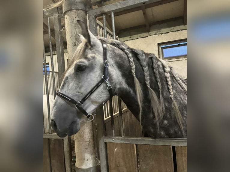Andaluces Caballo castrado 5 años 167 cm Tordo in Gorzyce