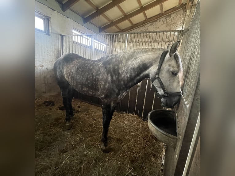 Andaluces Caballo castrado 5 años 167 cm Tordo in Gorzyce