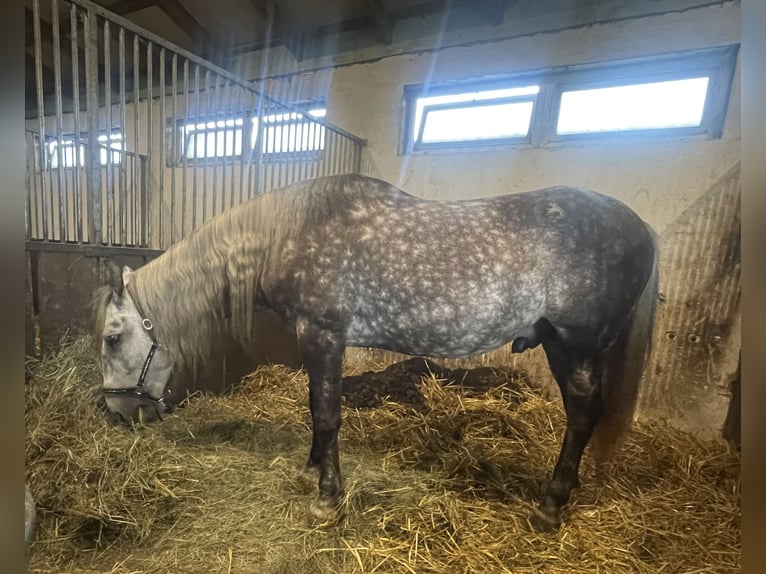 Andaluces Caballo castrado 5 años 167 cm Tordo in Gorzyce