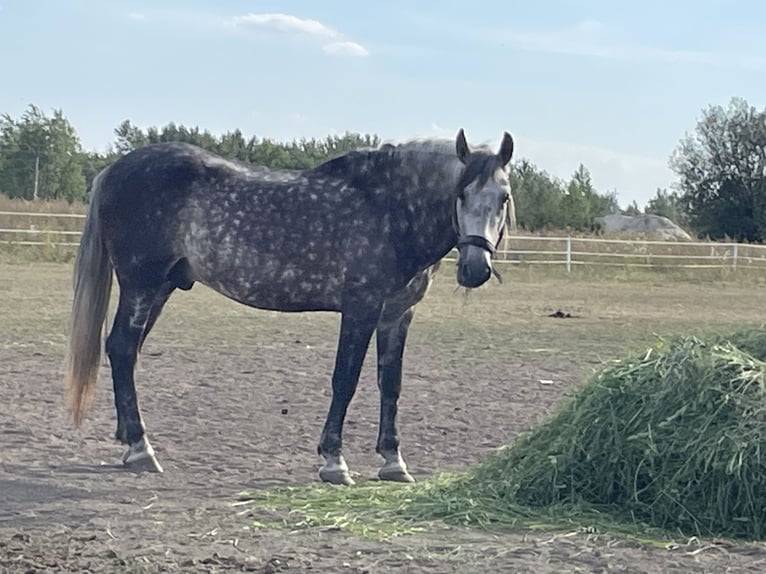 Andaluces Caballo castrado 5 años 167 cm Tordo in Gorzyce