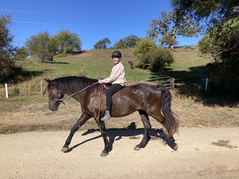 Andaluces Caballo castrado 5 años 168 cm Negro in Oregon, Wisconsin