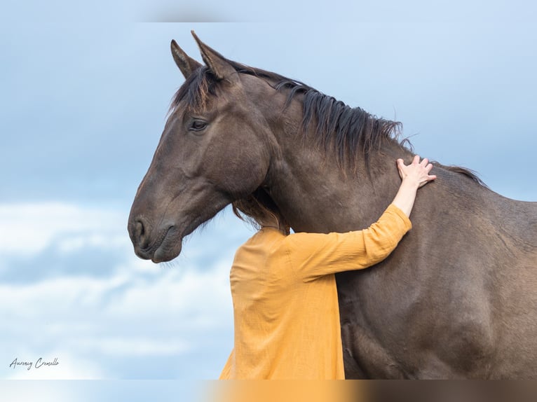 Andaluces Mestizo Caballo castrado 5 años Castaño rojizo in Svitene