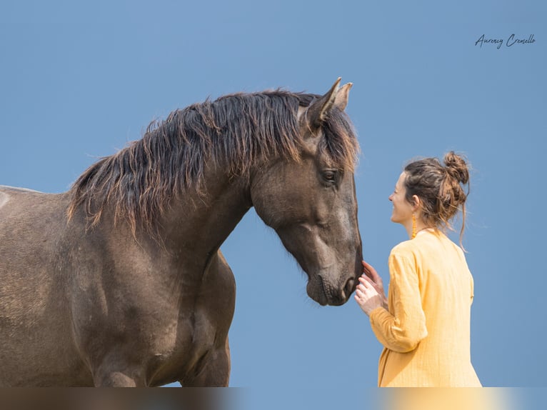 Andaluces Mestizo Caballo castrado 5 años Castaño rojizo in Svitene