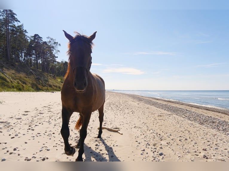 Andaluces Mestizo Caballo castrado 5 años Castaño rojizo in Svitene