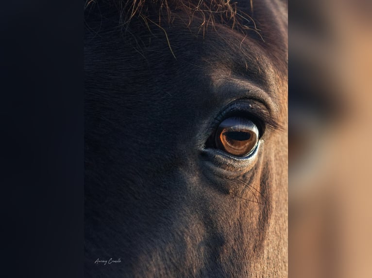 Andaluces Mestizo Caballo castrado 5 años Castaño rojizo in Svitene