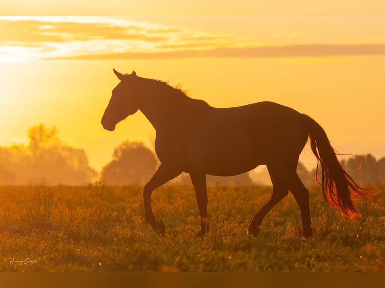 Andaluces Mestizo Caballo castrado 5 años Castaño rojizo in Svitene