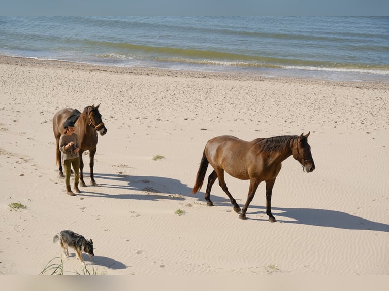 Andaluces Mestizo Caballo castrado 5 años Castaño rojizo in Svitene