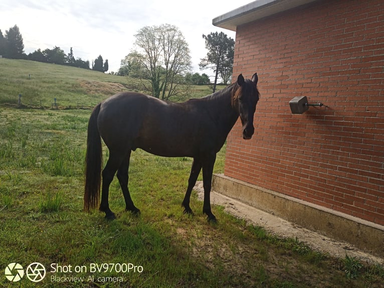 Andaluces Caballo castrado 5 años Negro in Oviedo