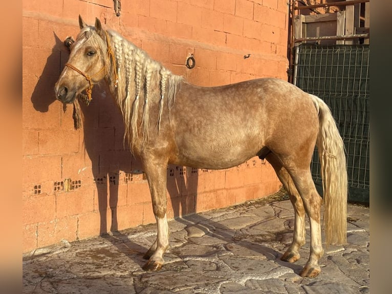 Andaluces Mestizo Caballo castrado 6 años 140 cm Palomino in Mijas