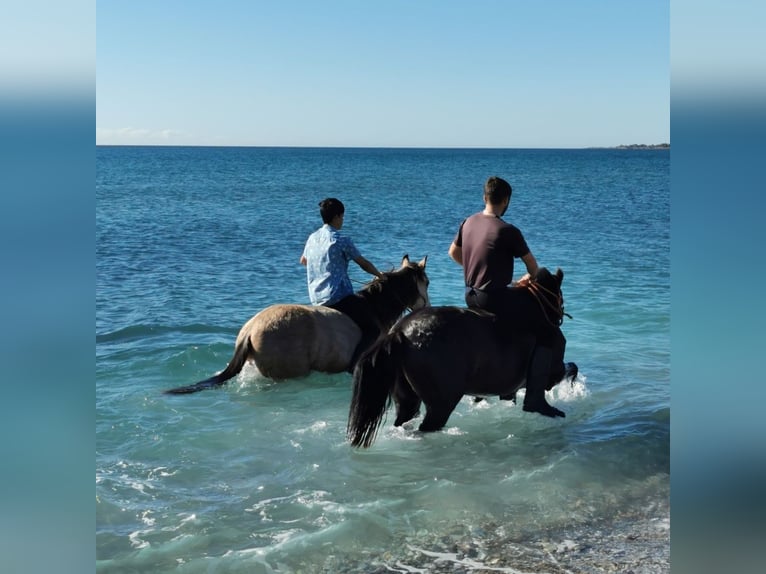 Andaluces Caballo castrado 6 años 147 cm Negro in Adra Almeria