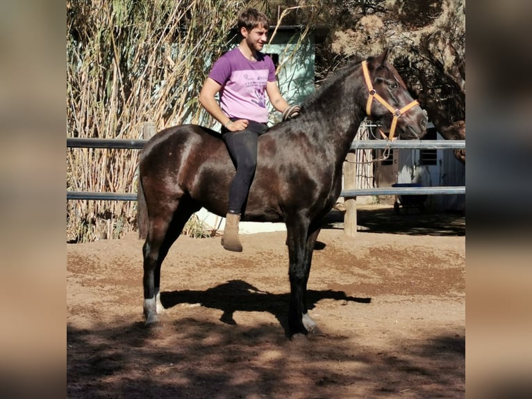 Andaluces Caballo castrado 6 años 147 cm Negro in Adra Almeria