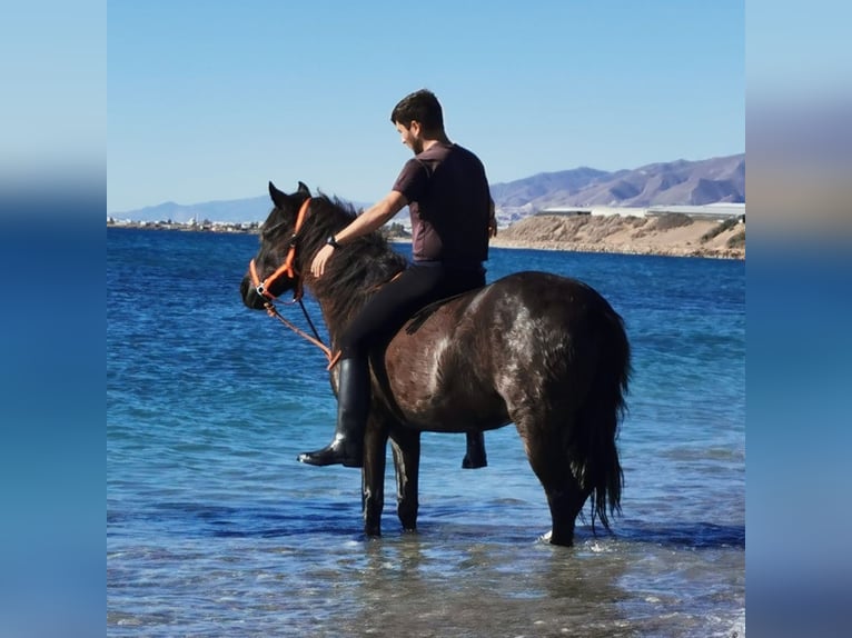 Andaluces Caballo castrado 6 años 147 cm Negro in Adra Almeria