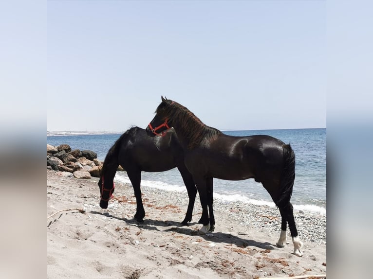 Andaluces Caballo castrado 6 años 147 cm Negro in Adra Almeria