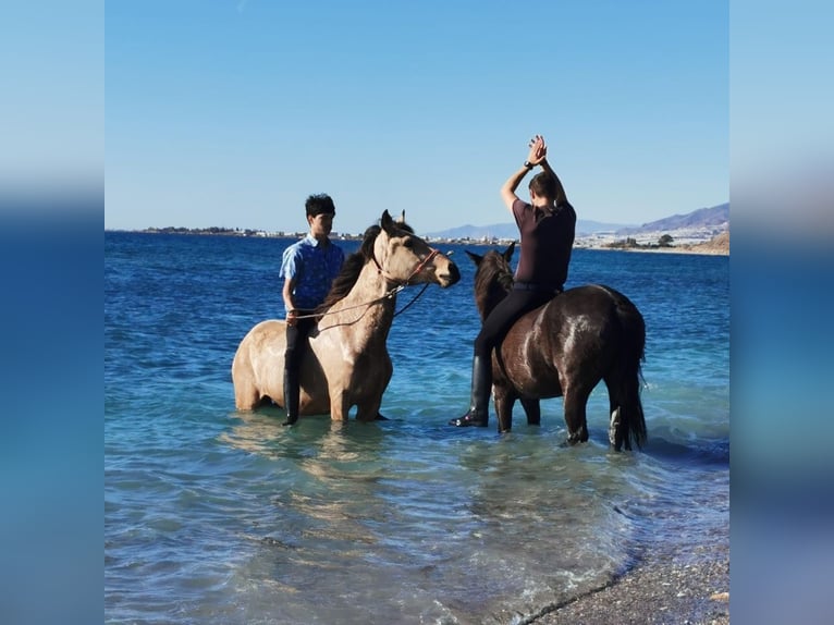 Andaluces Caballo castrado 6 años 147 cm Negro in Adra Almeria