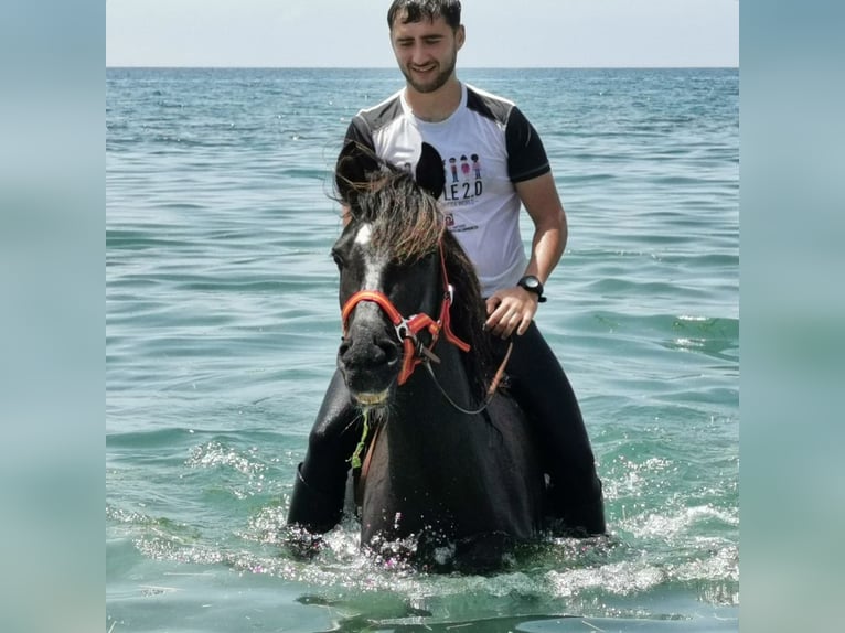 Andaluces Caballo castrado 6 años 147 cm Negro in Adra Almeria