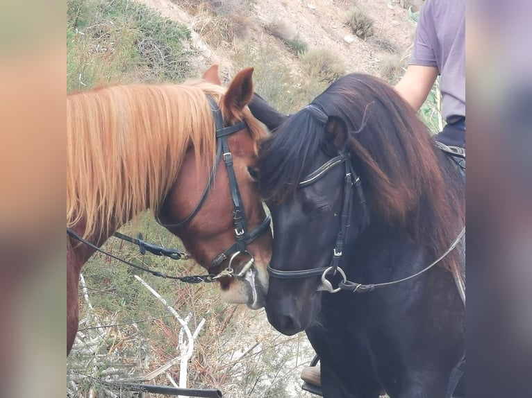 Andaluces Caballo castrado 6 años 147 cm Negro in Adra Almeria