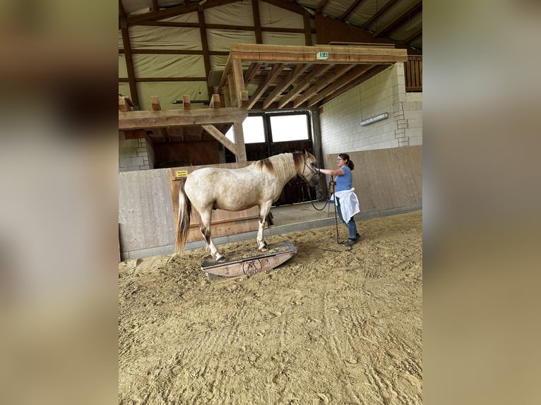 Andaluces Mestizo Caballo castrado 6 años 148 cm Pío in Gro&#xDF;-Umstadt