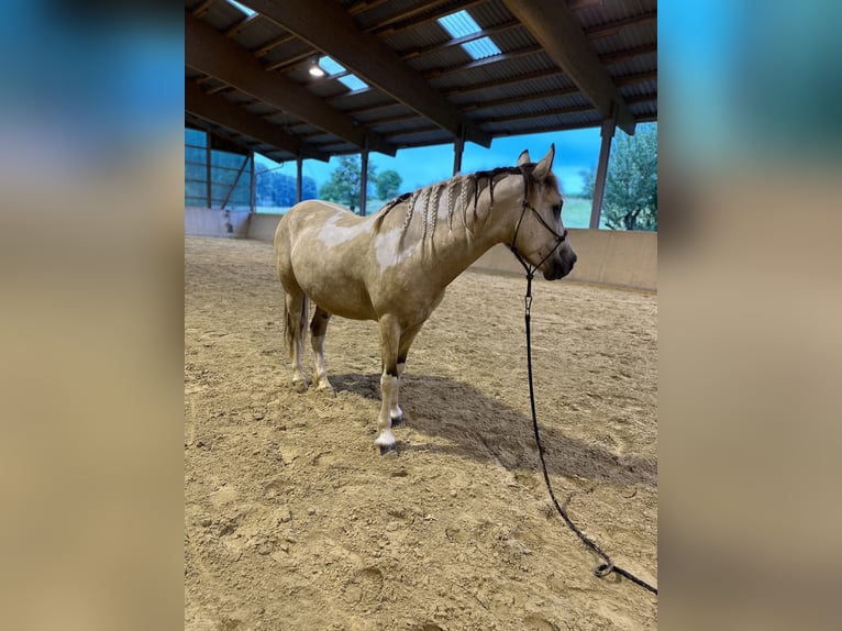 Andaluces Mestizo Caballo castrado 6 años 148 cm Pío in Gro&#xDF;-Umstadt