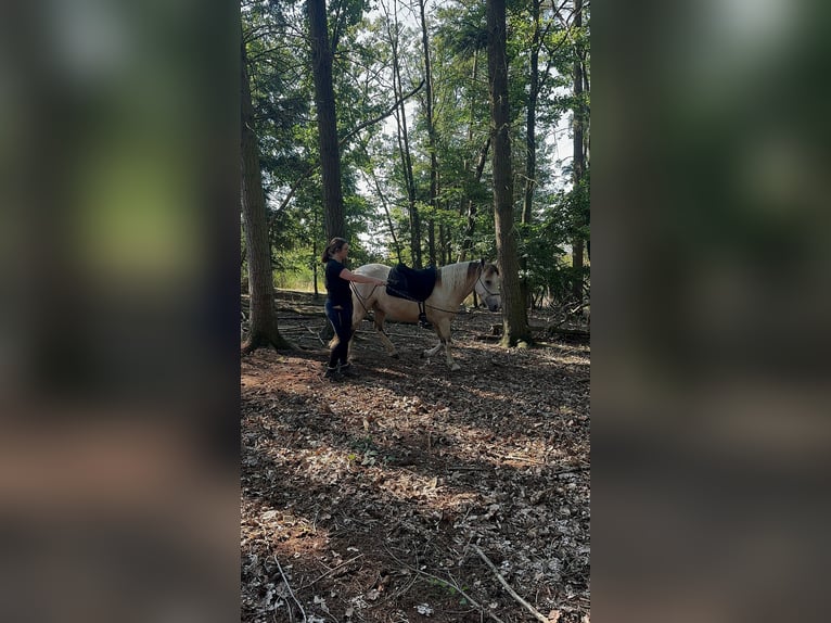 Andaluces Mestizo Caballo castrado 6 años 148 cm Pío in Gro&#xDF;-Umstadt