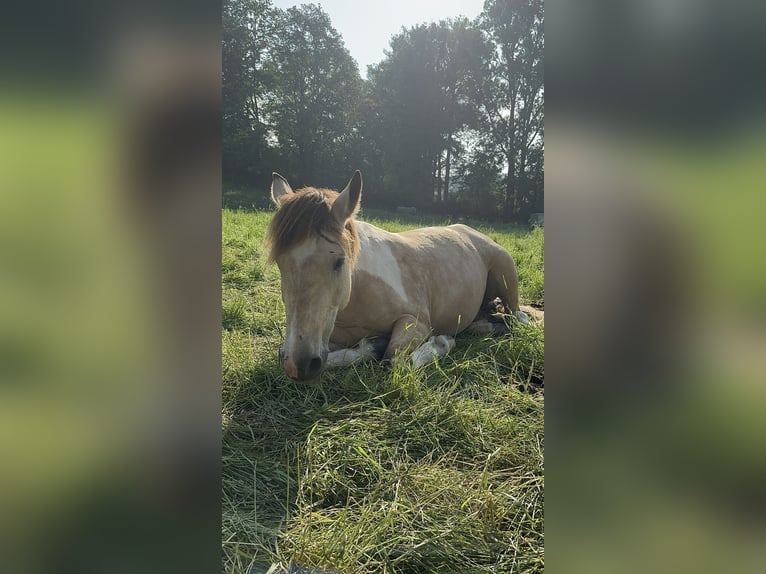 Andaluces Mestizo Caballo castrado 6 años 148 cm Pío in Gro&#xDF;-Umstadt