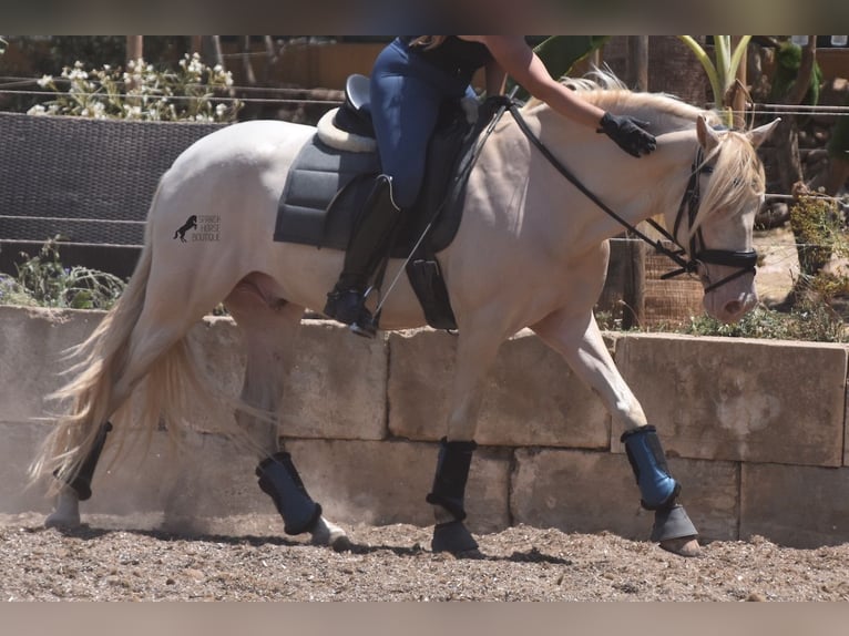 Andaluces Caballo castrado 6 años 149 cm Cremello in Mallorca