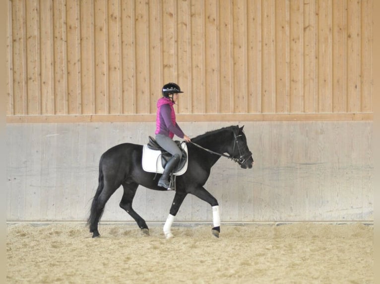 Andaluces Caballo castrado 6 años 149 cm Negro in Wellheim