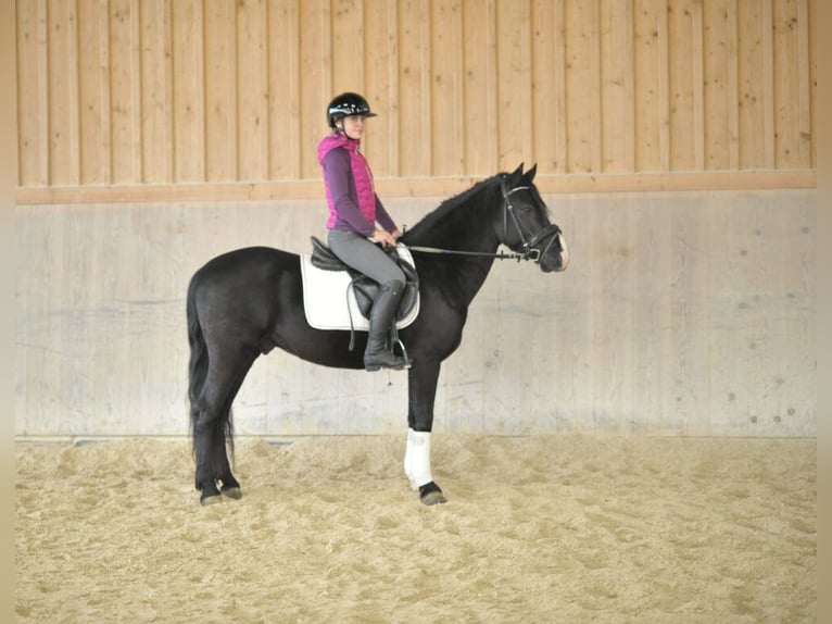 Andaluces Caballo castrado 6 años 149 cm Negro in Wellheim