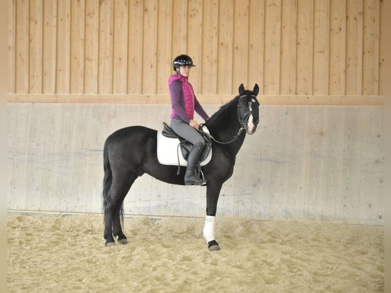 Andaluces Caballo castrado 6 años 149 cm Negro in Wellheim