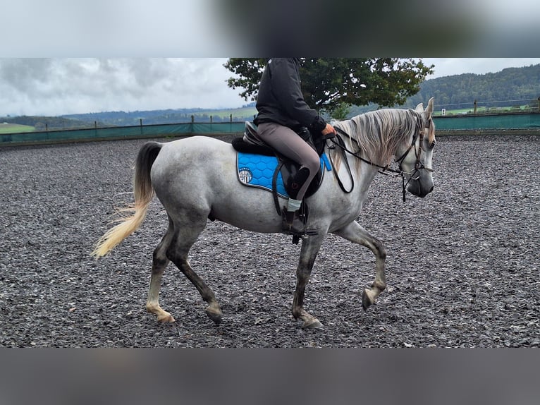 Andaluces Caballo castrado 6 años 150 cm Tordo rodado in Diegten