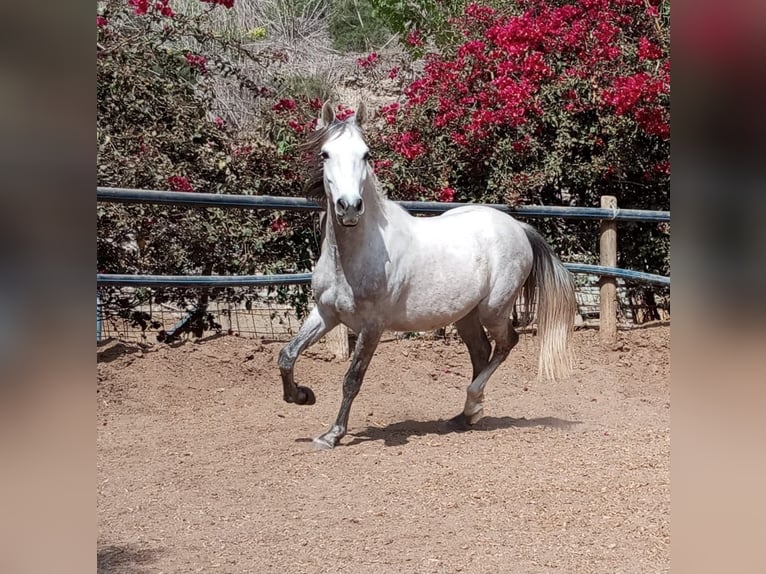 Andaluces Caballo castrado 6 años 150 cm Tordo rodado in Diegten