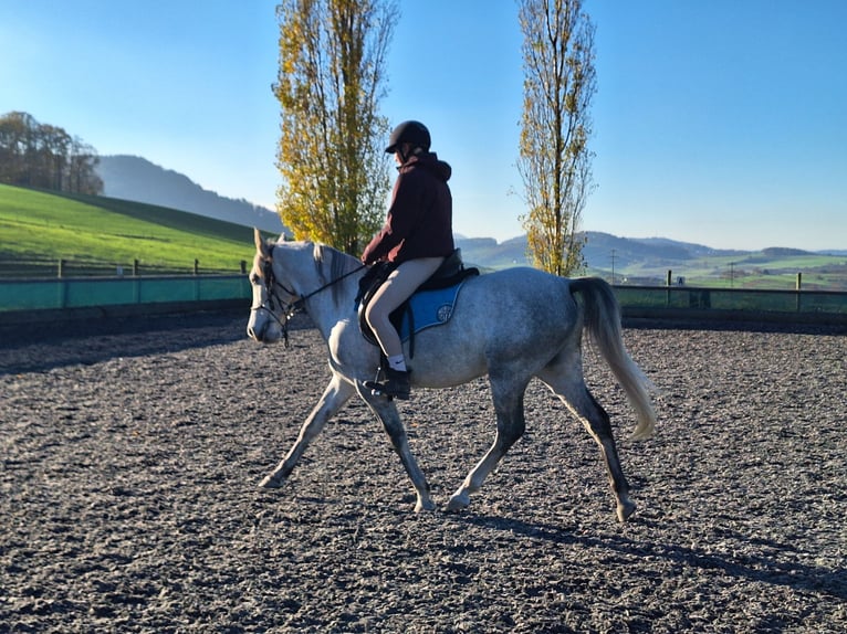 Andaluces Caballo castrado 6 años 150 cm Tordo rodado in Diegten