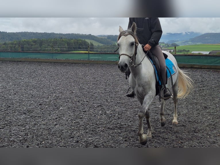 Andaluces Caballo castrado 6 años 150 cm Tordo rodado in Diegten