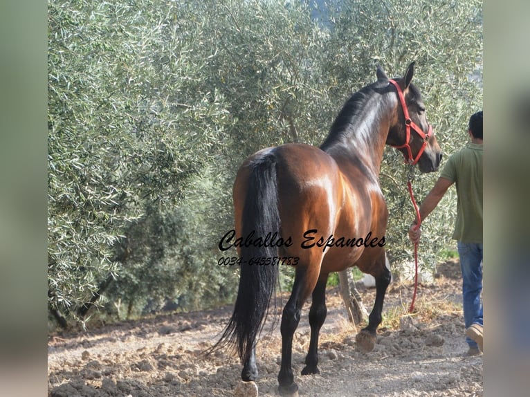 Andaluces Caballo castrado 6 años 152 cm Castaño in Vejer de la Frontera