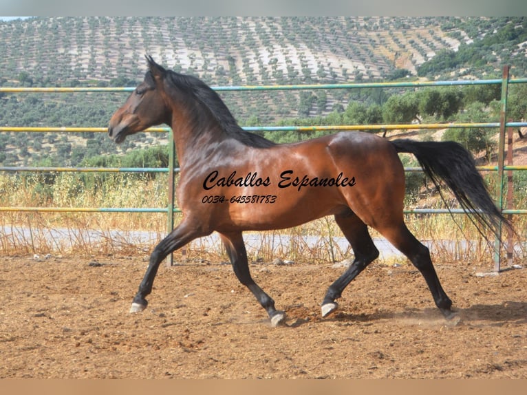 Andaluces Caballo castrado 6 años 152 cm Castaño in Vejer de la Frontera