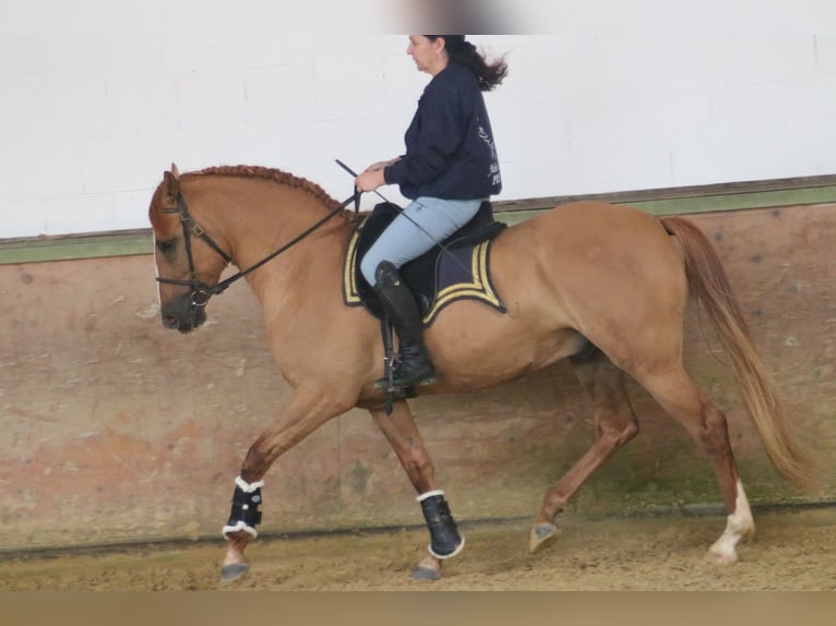 Andaluces Mestizo Caballo castrado 6 años 153 cm Alazán in Rees