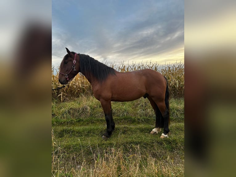 Andaluces Caballo castrado 6 años 155 cm Castaño in Waldeck