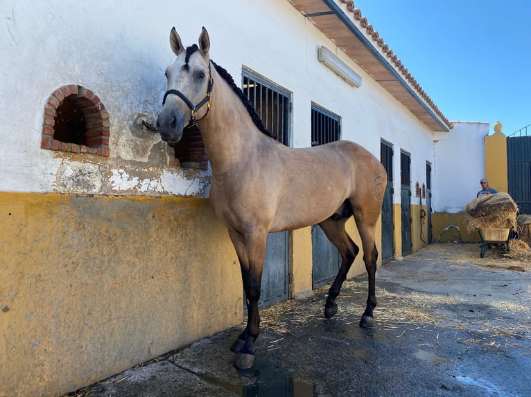 Andaluces Mestizo Caballo castrado 6 años 155 cm Musgo marrón in Granada